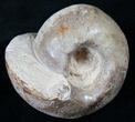 Fagesia Ammonite - Goulmima, Morocco #14286-1